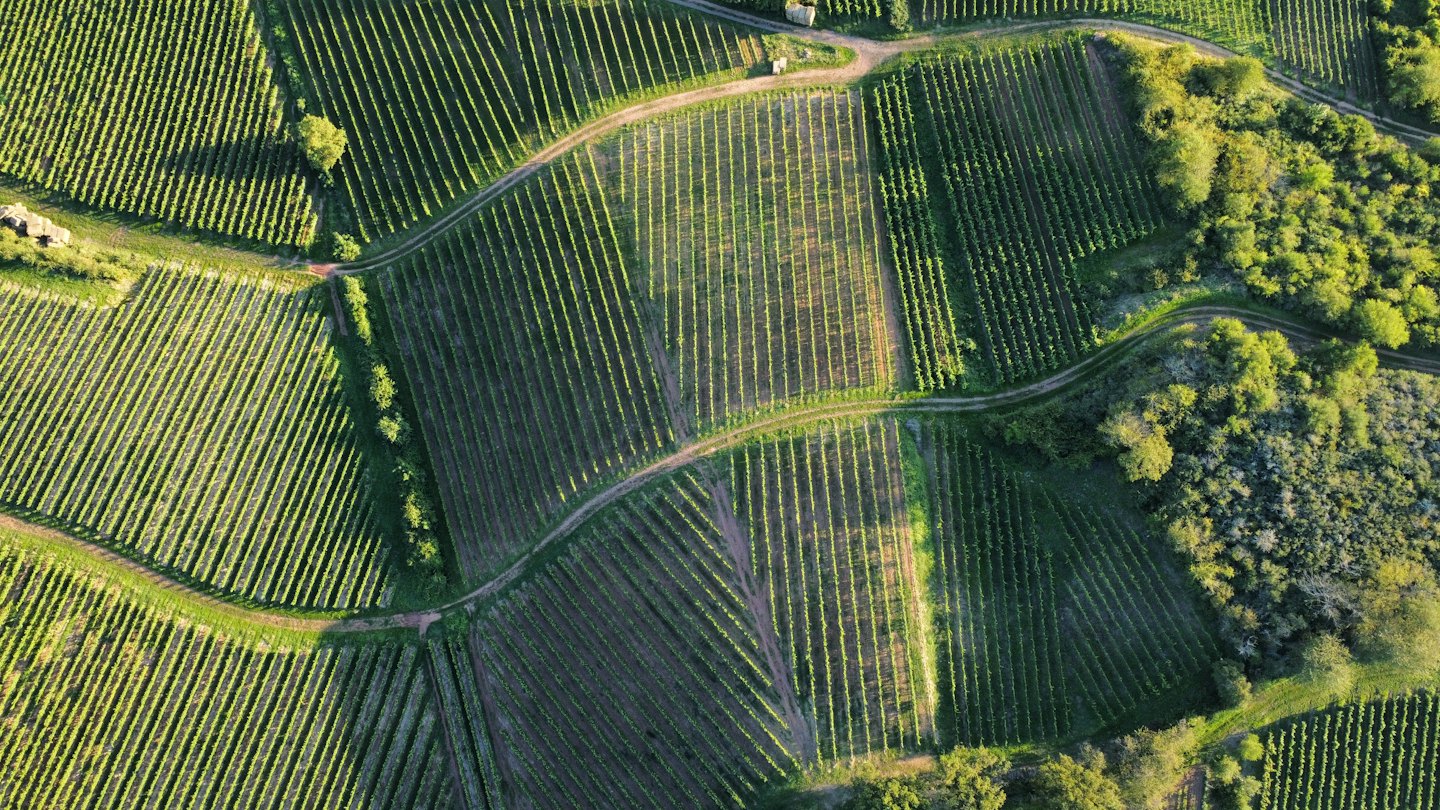 File di viti ordinate si estendono su un vasto vigneto.