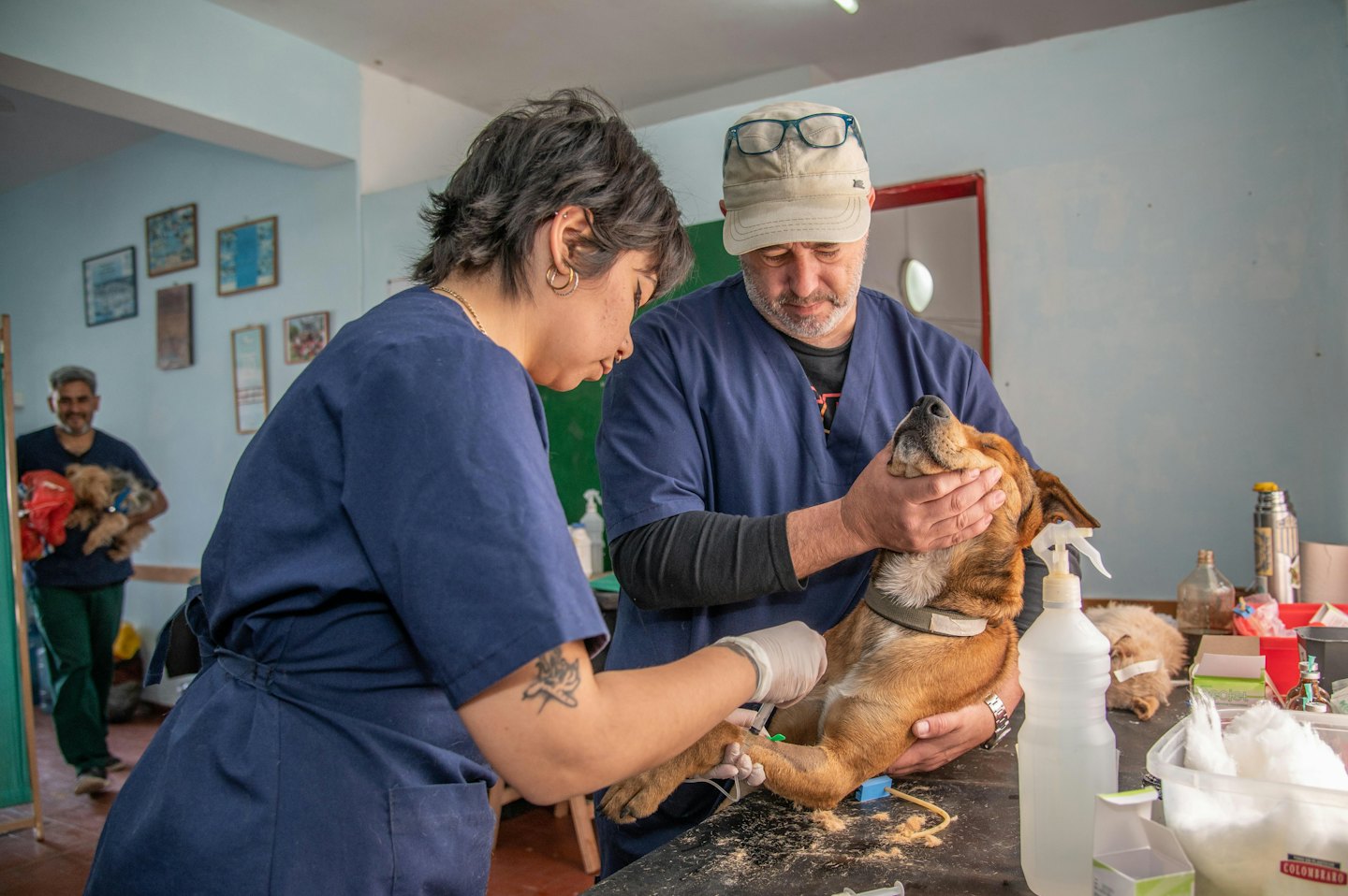 Un veterinario somministra un'iniezione a un cane in una clinica.