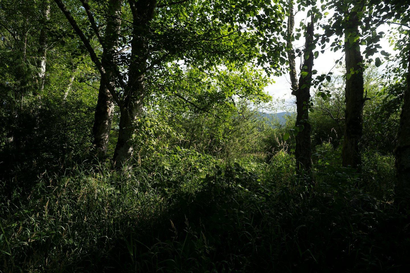 La luce del sole filtra tra i fitti alberi verdi in una foresta selvaggia.