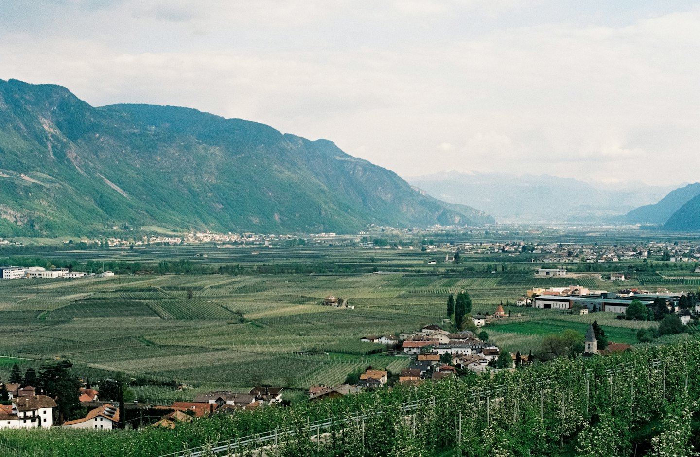 File di viti verdi si estendono attraverso una valle verso montagne lontane.